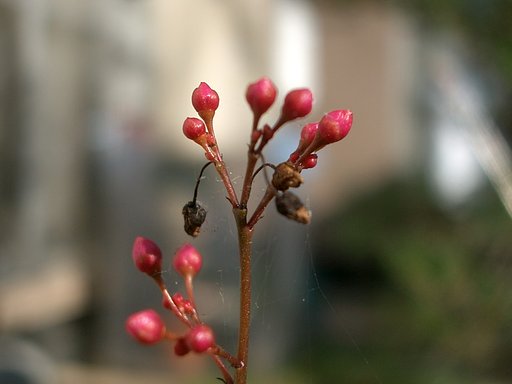 咲くのかなぁ