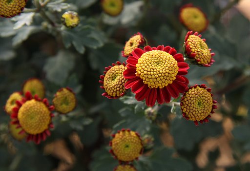 これも菊？