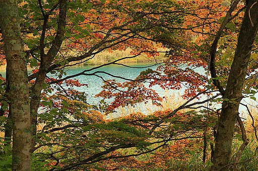 磐梯山紅葉