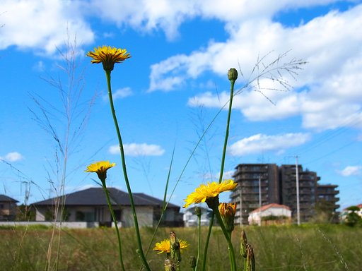 野の花と晩秋の空　-　明るさ修正