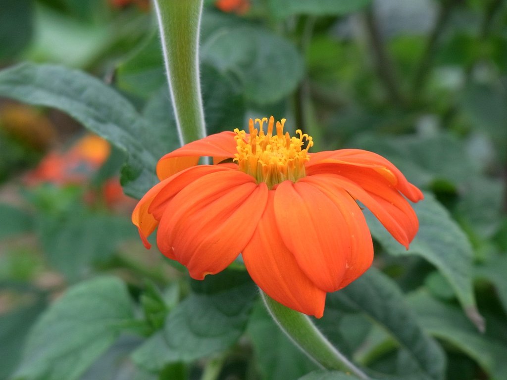ねじれ蕾開花