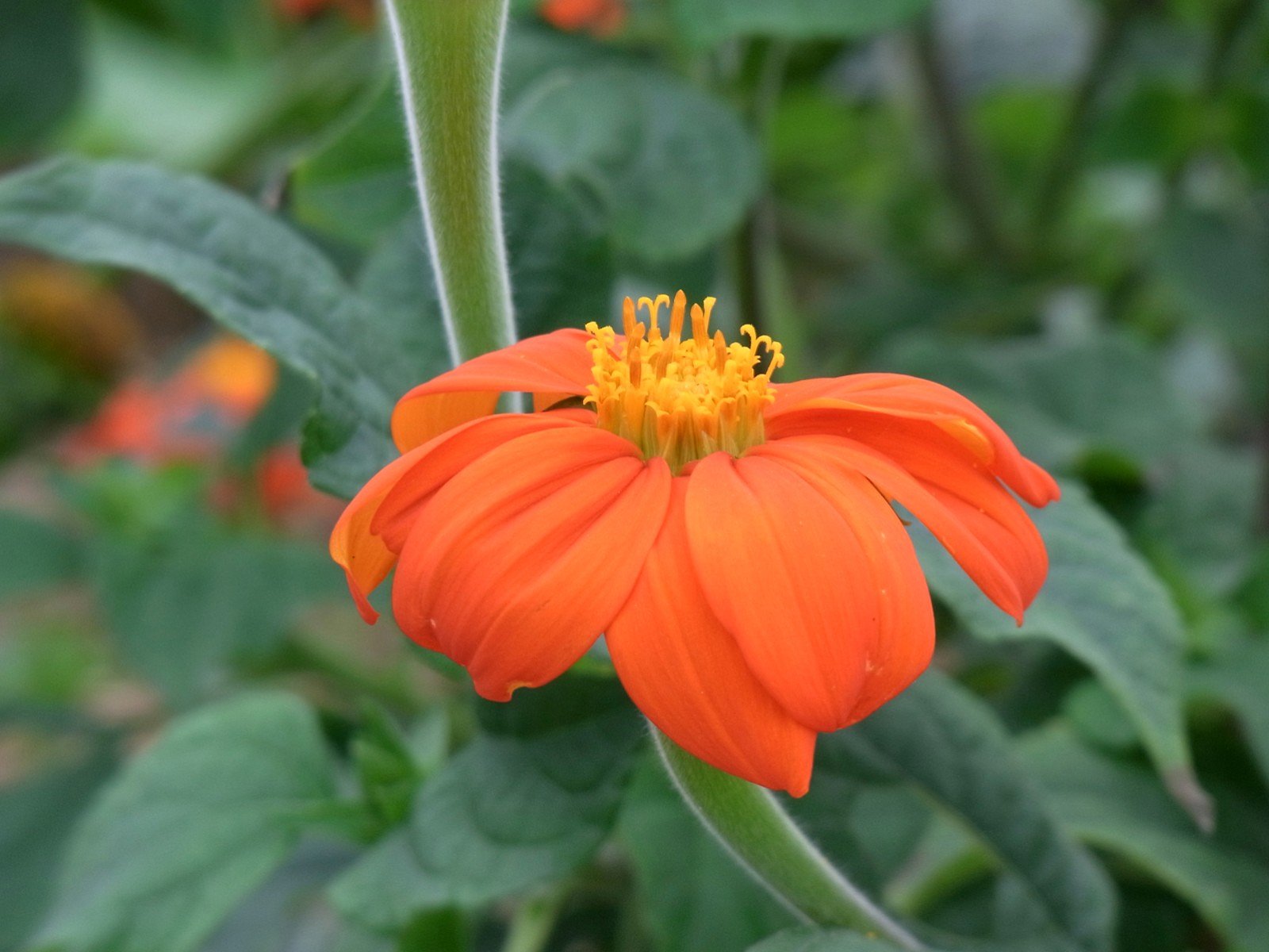 ねじれ蕾開花