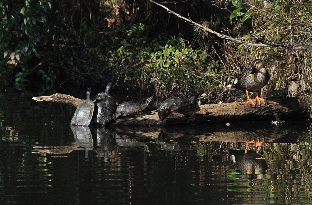 いっしょにひなたぼっこ