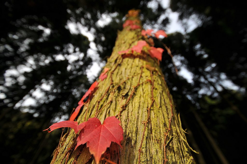 つたの紅葉