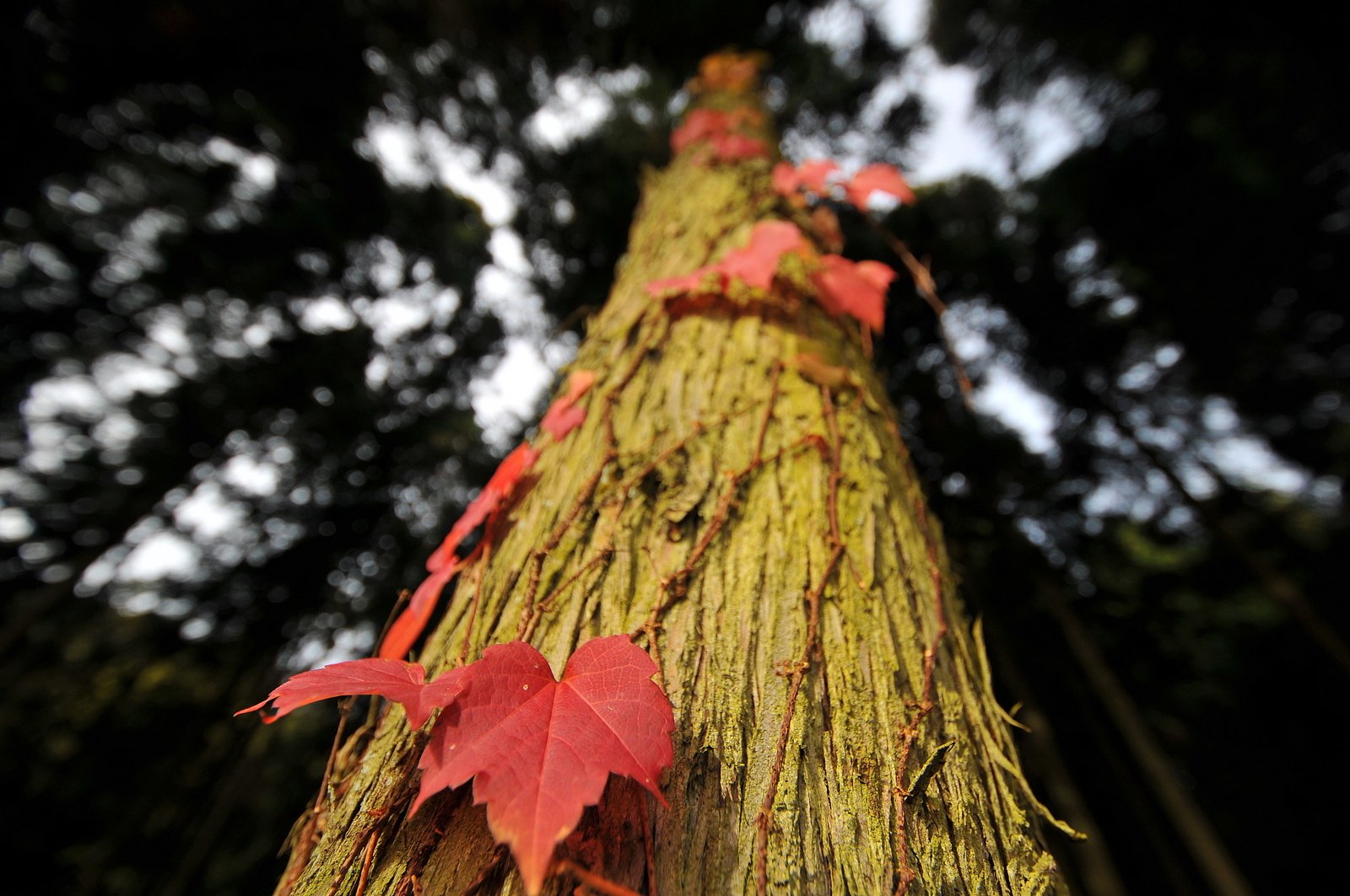 つたの紅葉