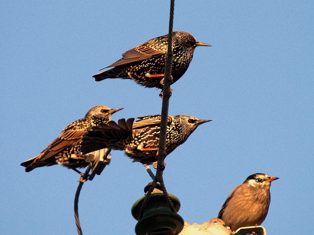 ホシムクドリ