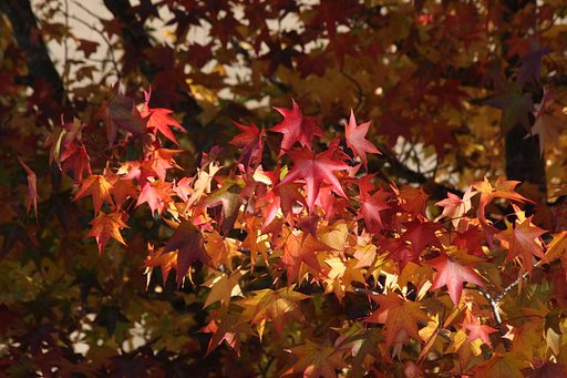 かえでの紅葉