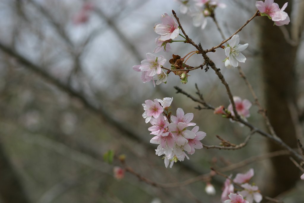 四季桜Ⅱ