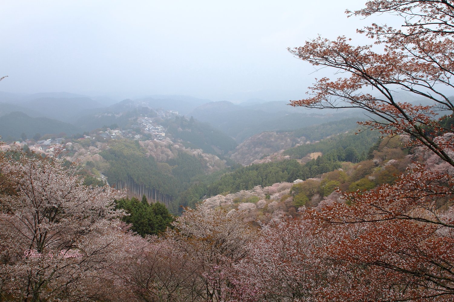 吉野桜　上千本より