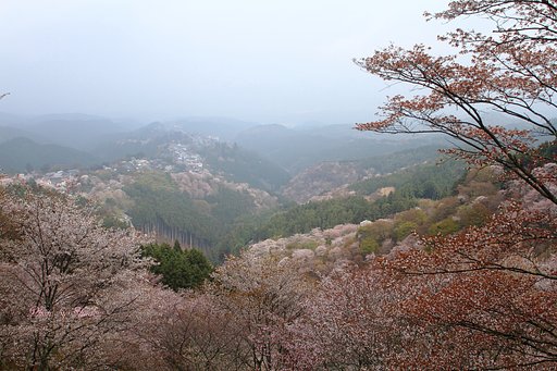 吉野桜　上千本より