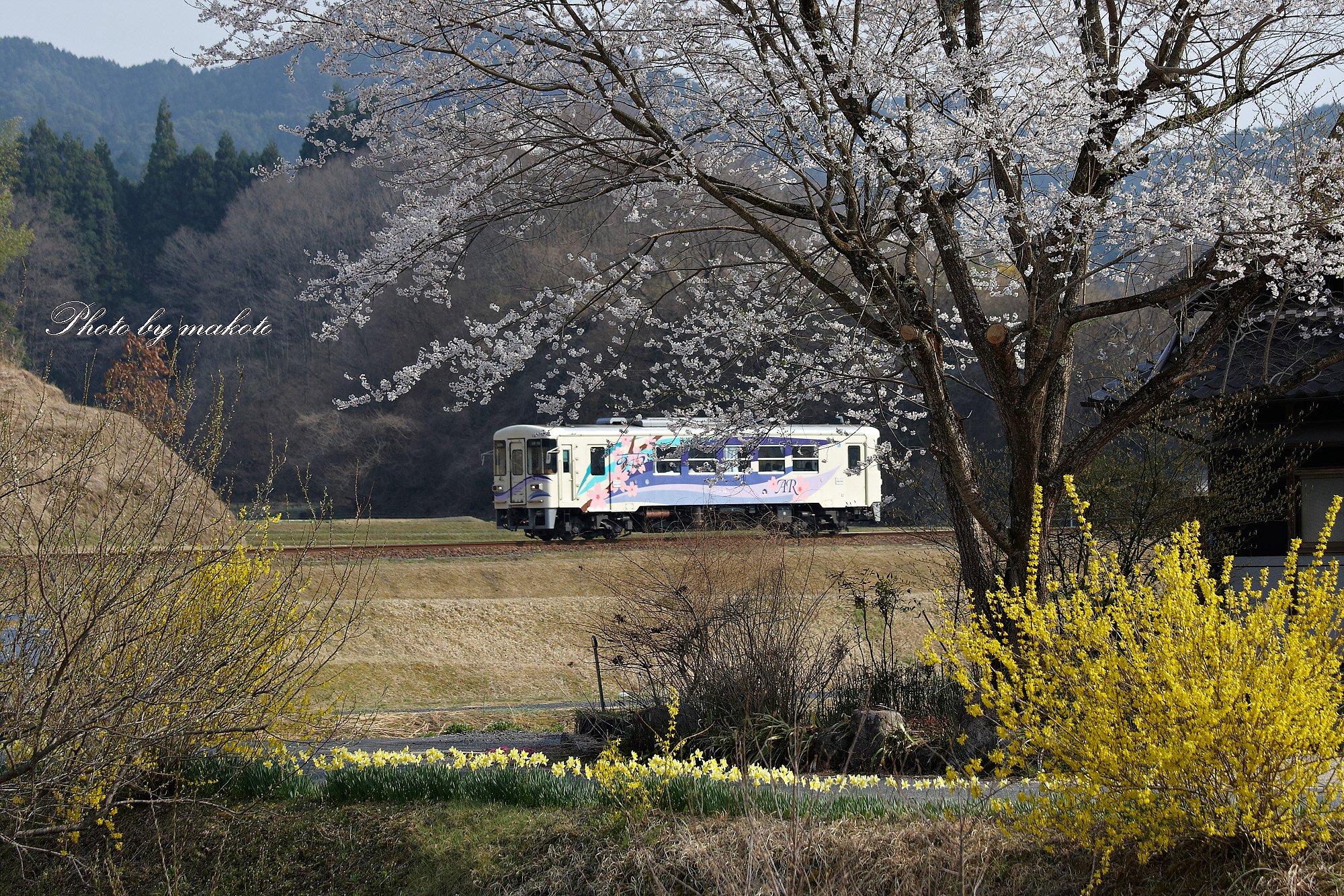 爛漫の野を行く