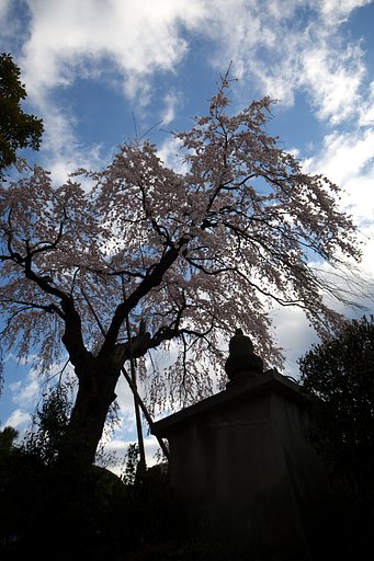 枝垂れ桜