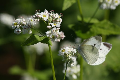 蕎麦の花にモンシロチョウ