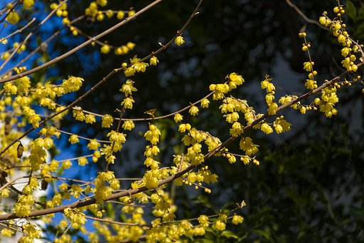 春はすぐそこ？
