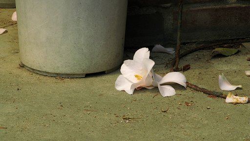 【おだやかに・・・春】が過ぎ行く