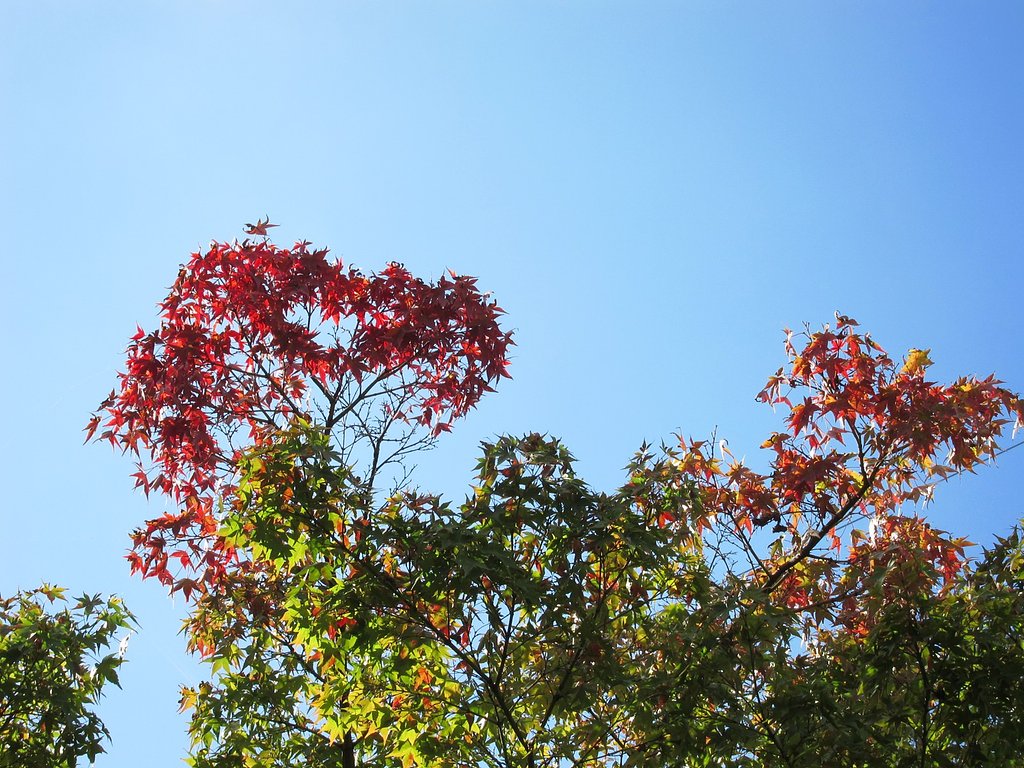紅葉
