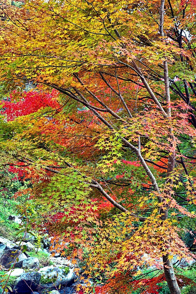 【絵のような】紅葉