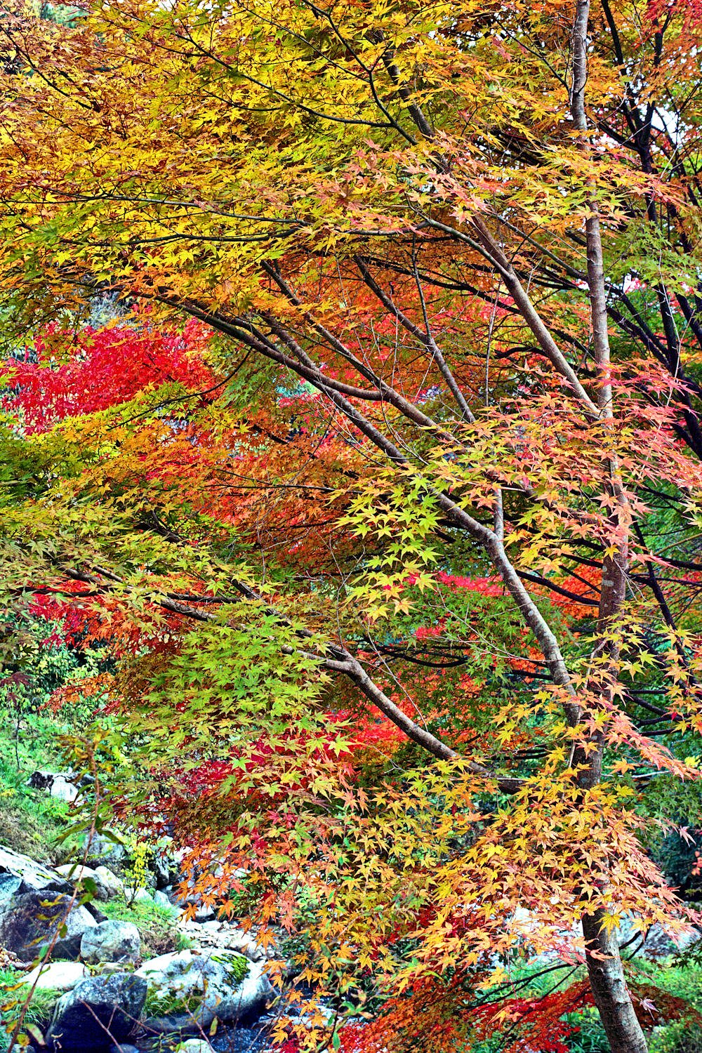 【絵のような】紅葉