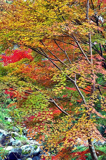 【絵のような】紅葉
