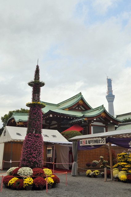 菊のスカイツリー