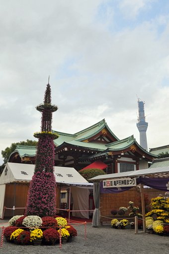 菊のスカイツリー