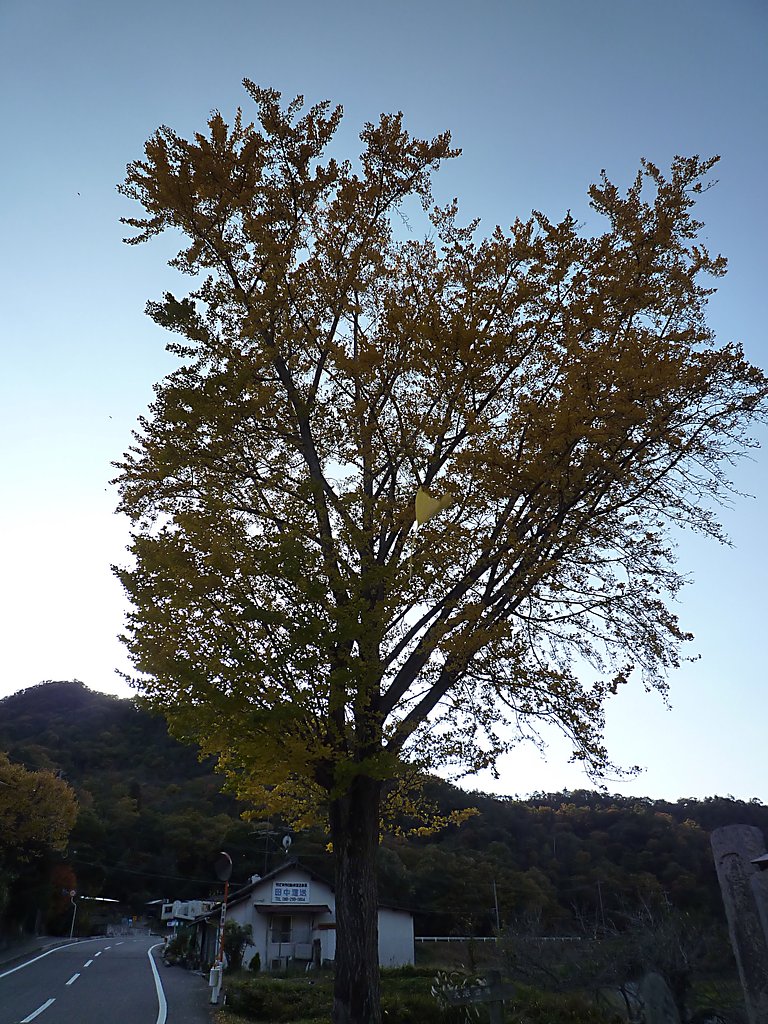 大銀杏の舞