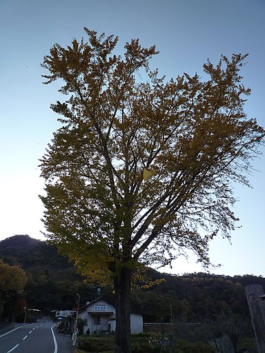 大銀杏の舞