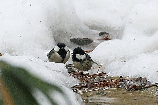 シジュウカラとヒガラのささやき