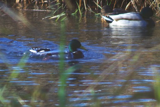 マガモ♂さん、水浴?