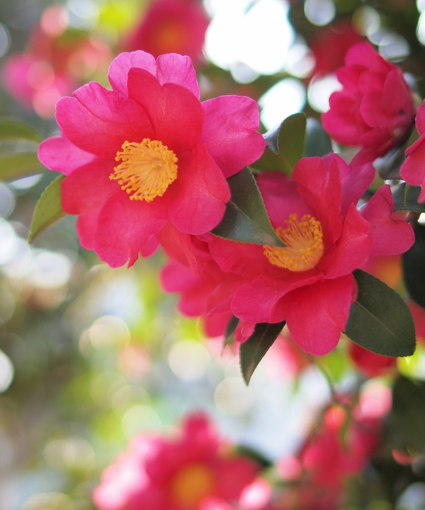山茶花咲き乱れ