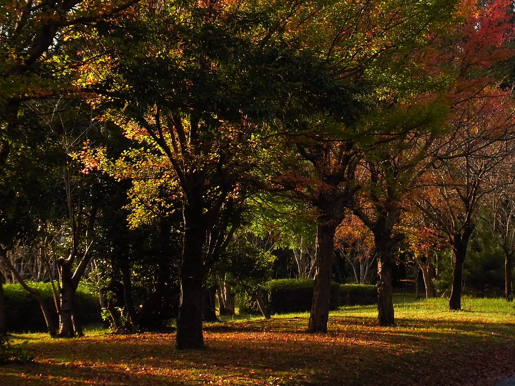 紅葉の風景①