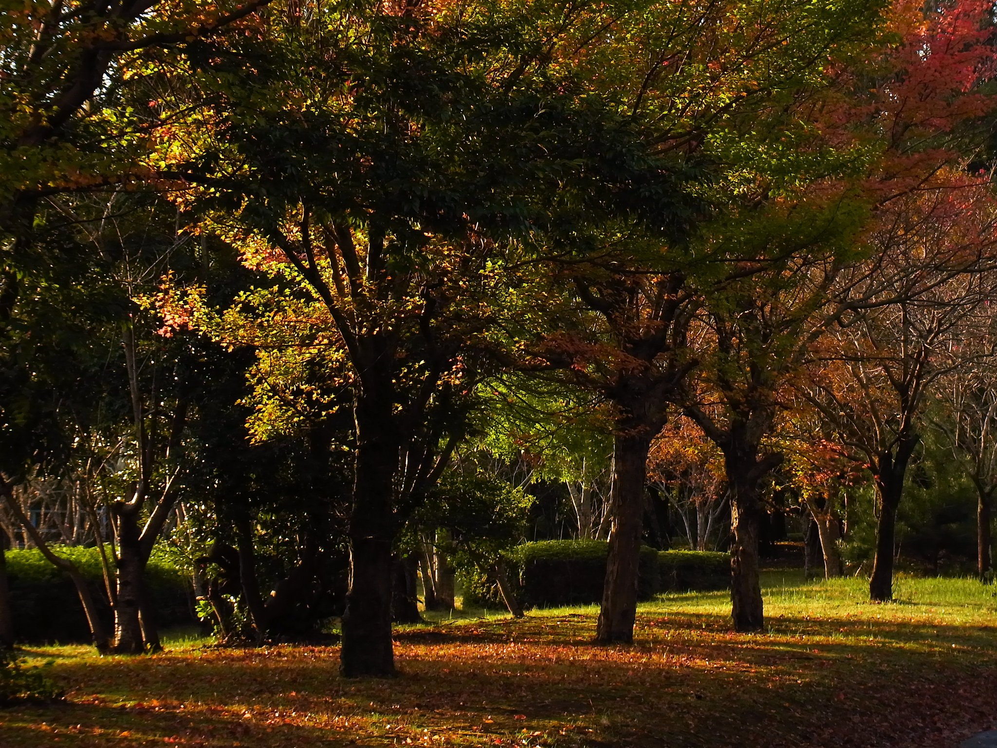 紅葉の風景①