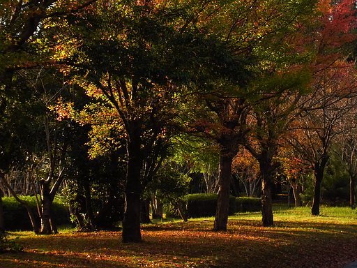 紅葉の風景①