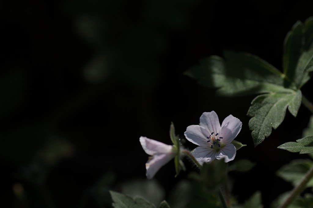 白い花