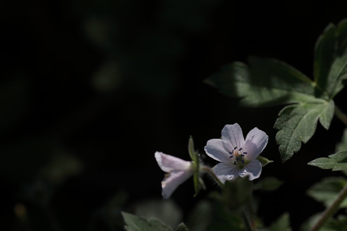 白い花
