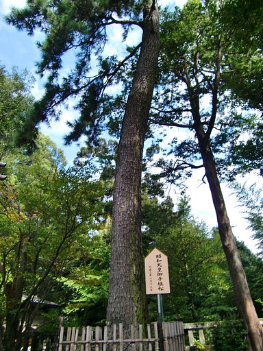 昭和天皇御手植松｛伊豆山神社（４）｝