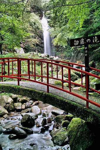 【金】白藤の滝