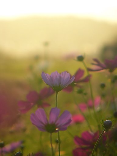 ほのぼの〜