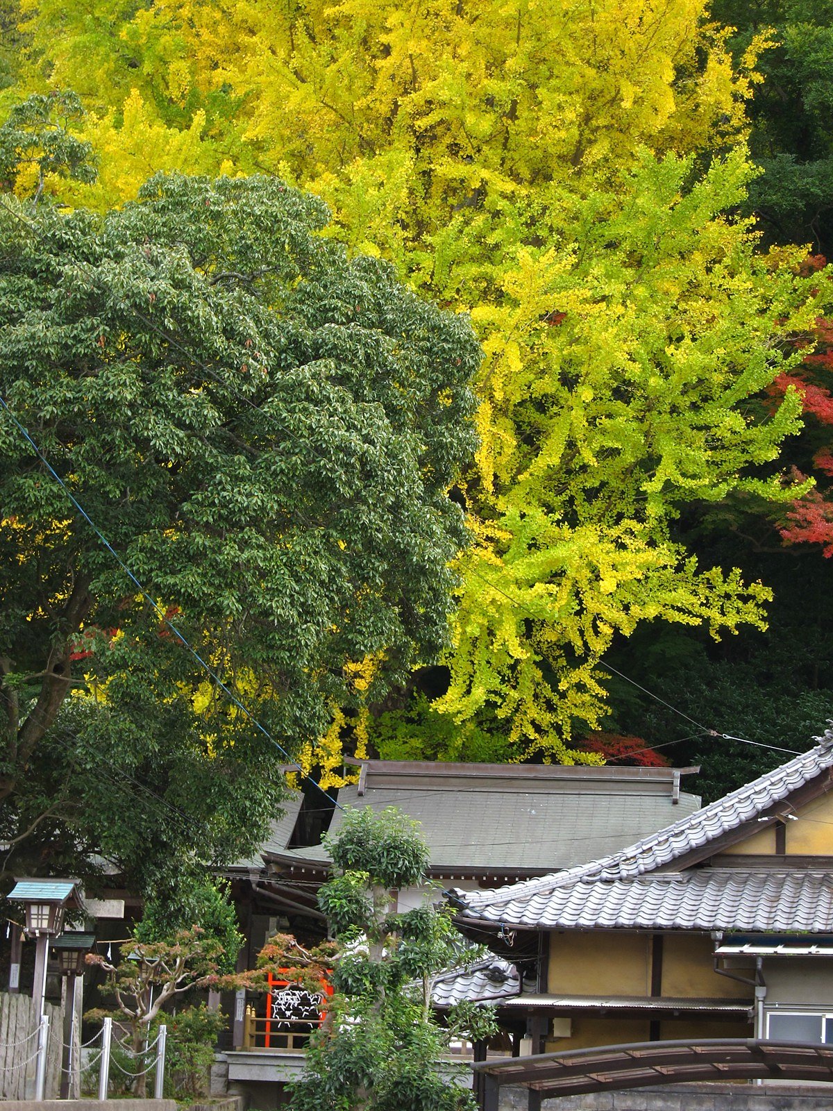 神社の大銀杏