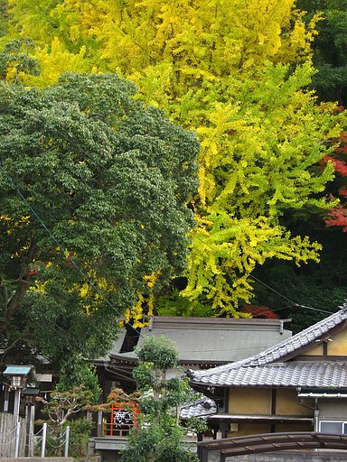 神社の大銀杏