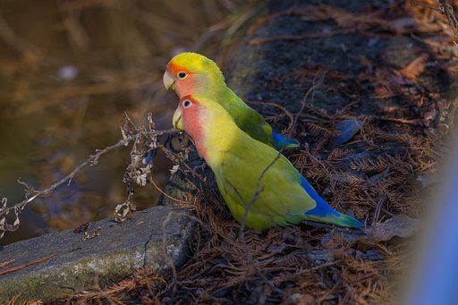 仲良しインコ