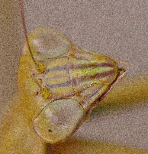 秋のもの悲しげなカマキリの貌