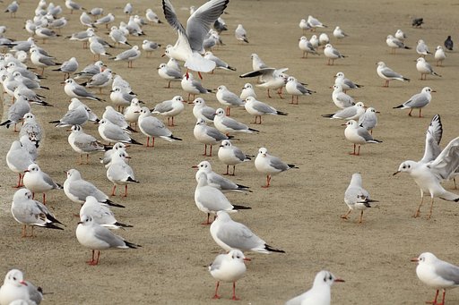 カモメたち