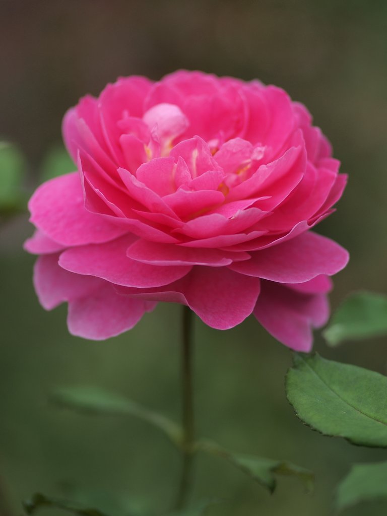 秋の薔薇