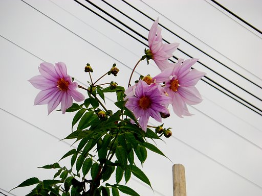 皇帝ダリア