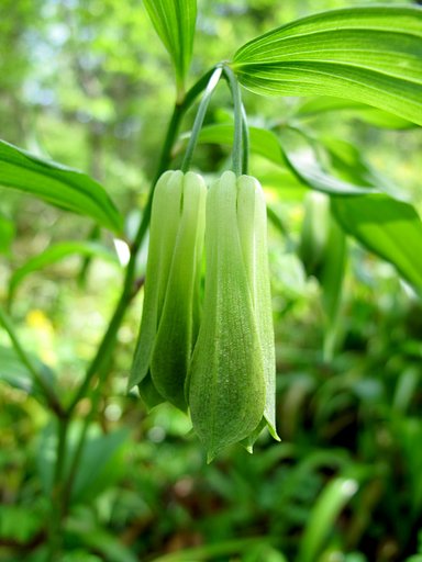[おだやかに・・・・・春] 野草