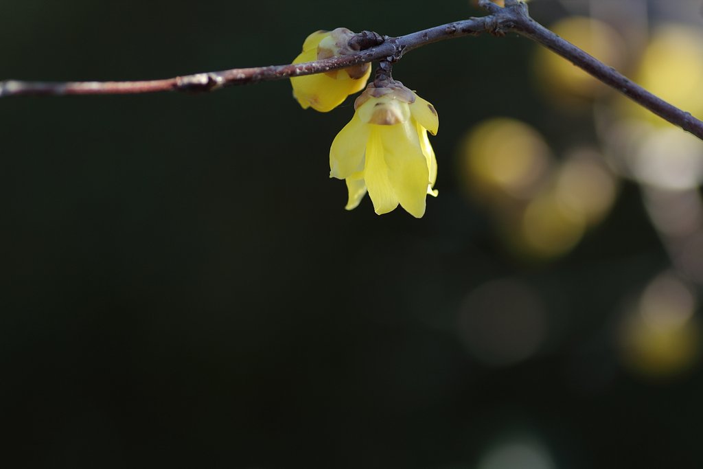 幸せの黄色い花