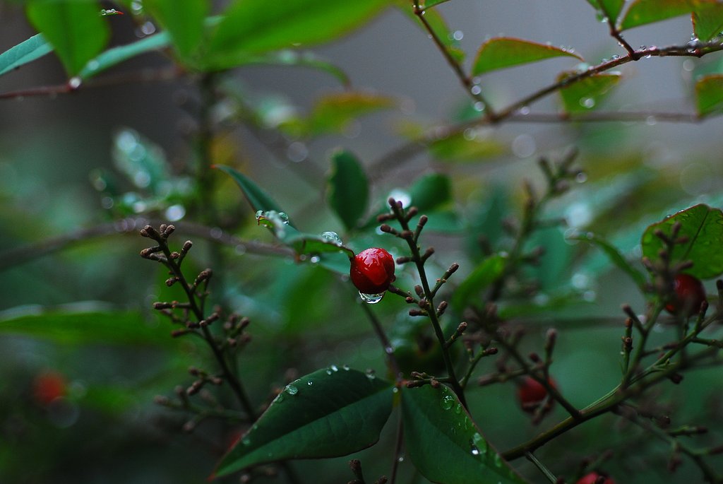 雨上がり