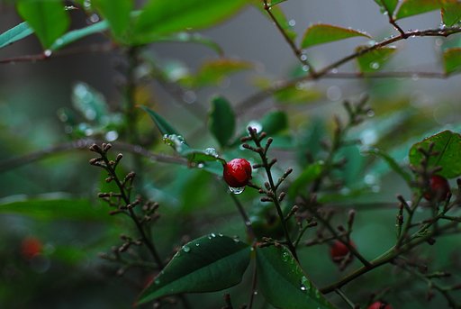 雨上がり