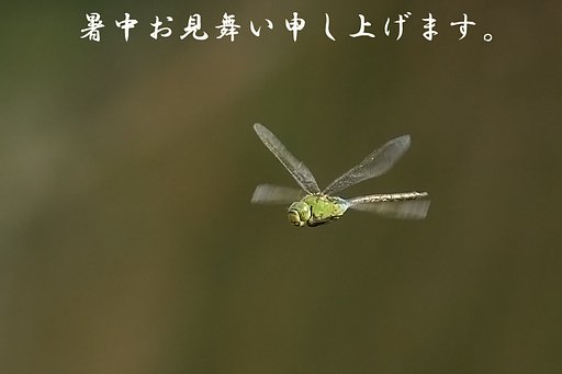 暑中お見舞い申し上げます
